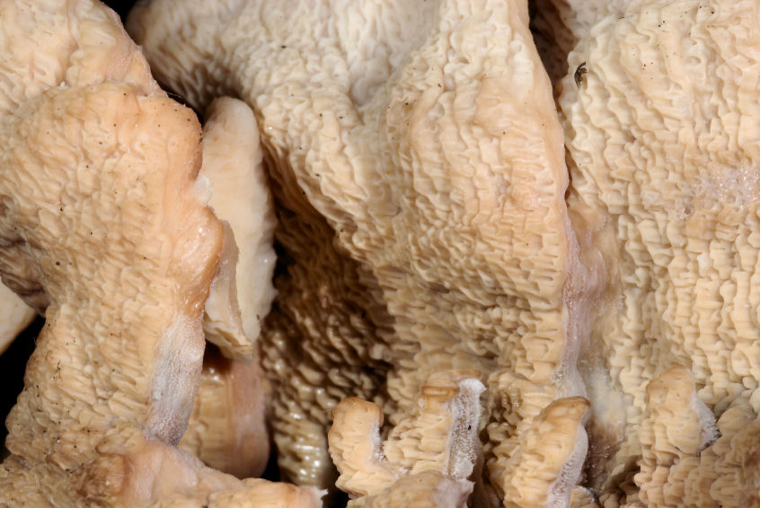 Chi indovina questi funghi?